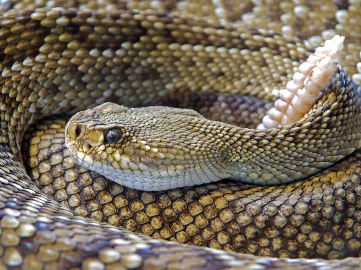Ecologia de serpentes brasileiras, identificação, prevenção e cuidados de acidentes ofídicos